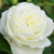 Biały  - Róże rabatowe floribunda - Weisse Gruss an Aachen